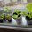 [Vídeo] Cultivo en interior. Plantas en el alféizar de la (doble) ventana.