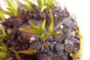 Hojas nuevas en las cayenas minis germinadas en tierra
